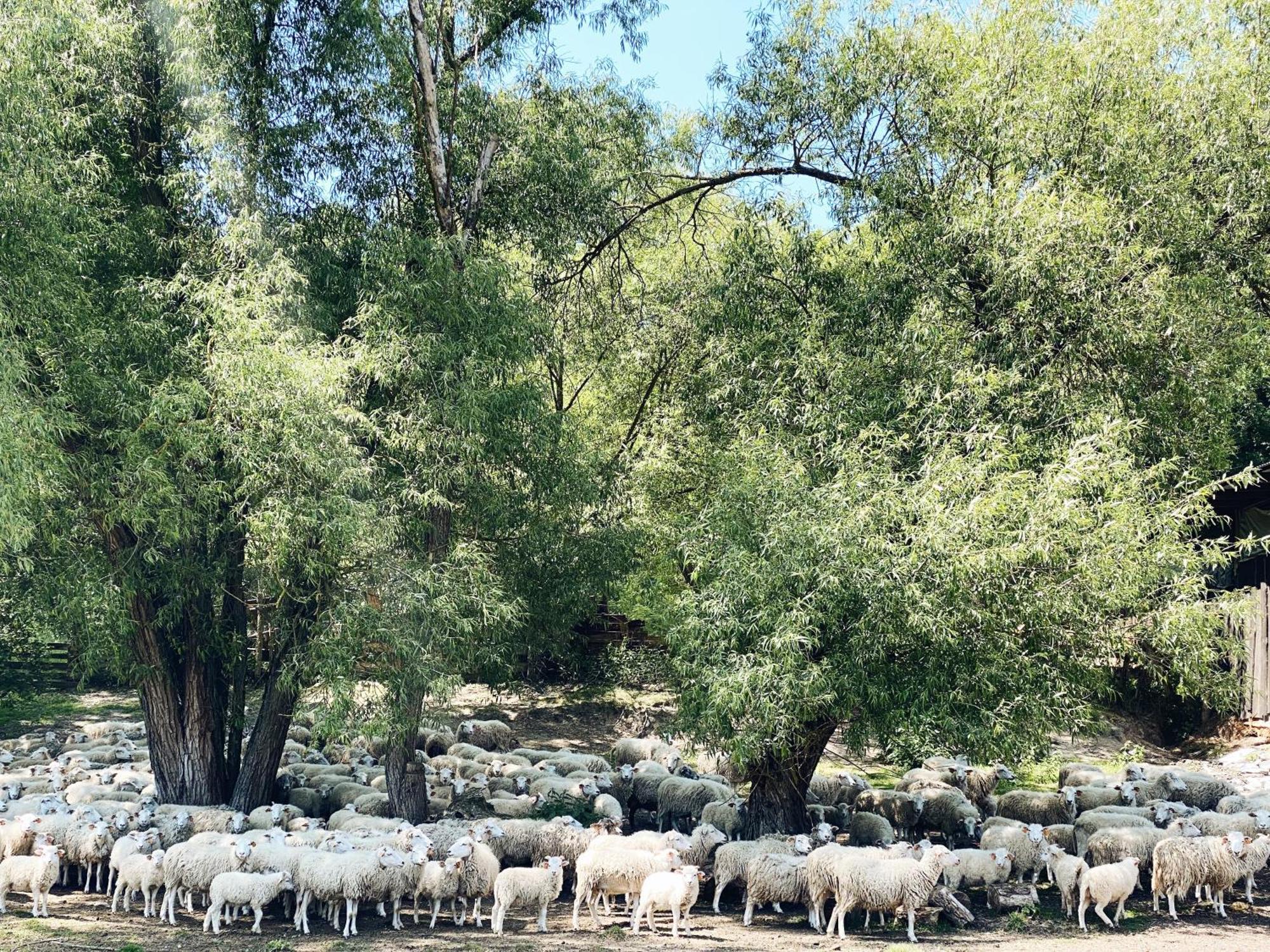 Krzetow Domki Nad Pilica מראה חיצוני תמונה